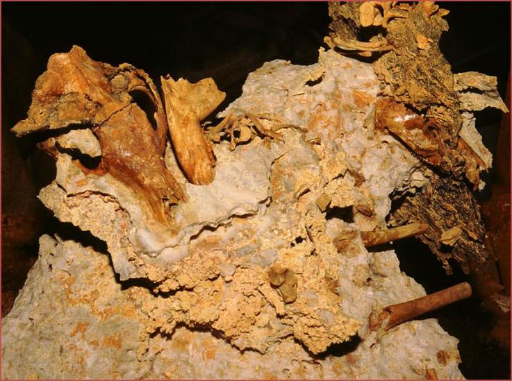 Kangaroo Evolution New fossil discovery Western Australian Museum